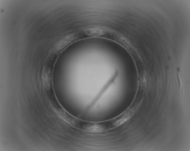 X0000081390460200701111522