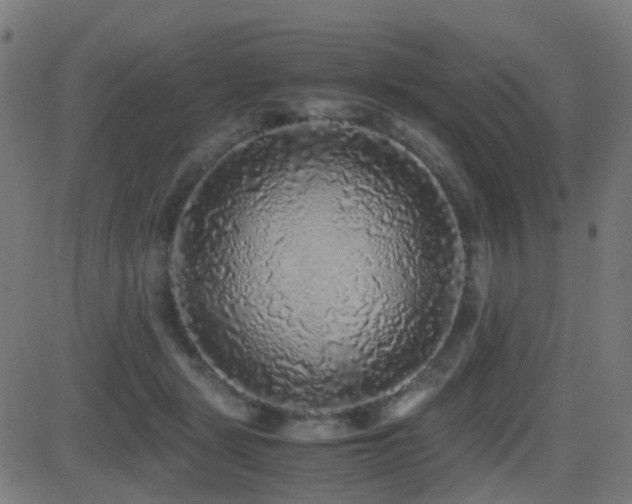 X0000081390461200701111522