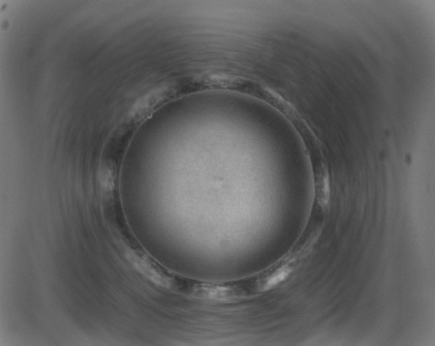 X0000081390472200701111522