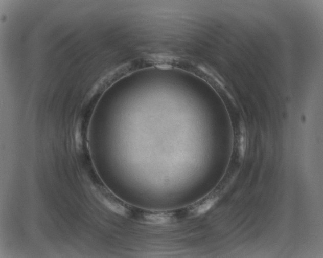 X0000081390516200701111521