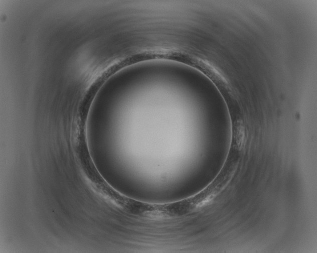 X0000081390544200701111520