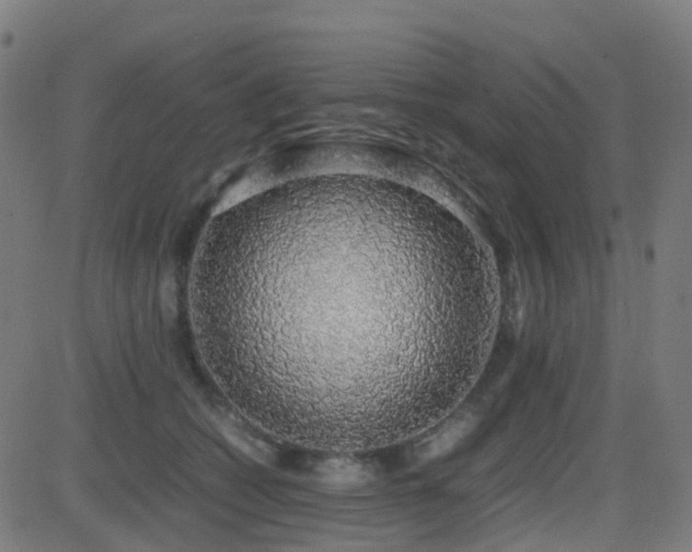 X0000081390562200701111520