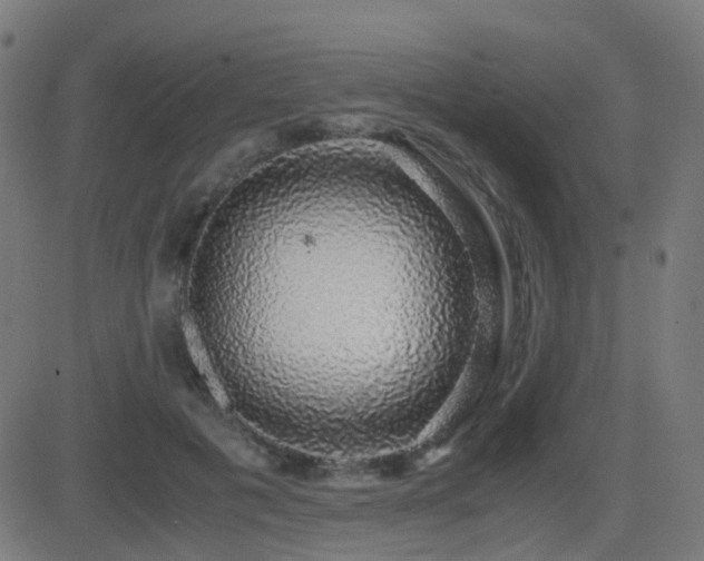 X0000081390601200701111519