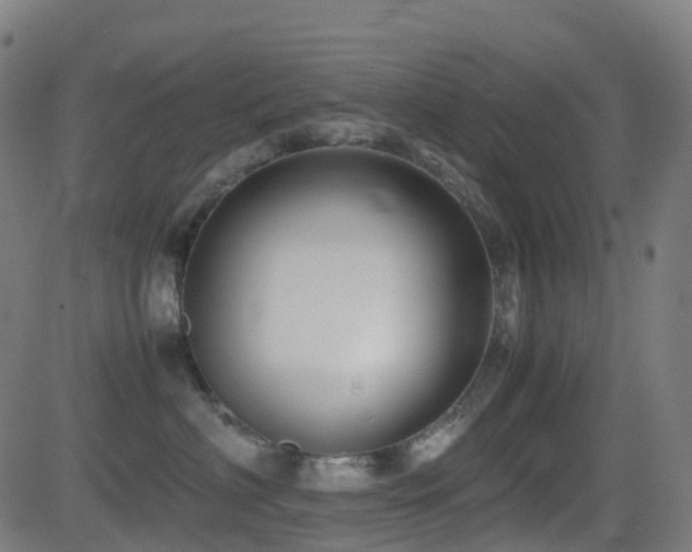 X0000081390622200701111519