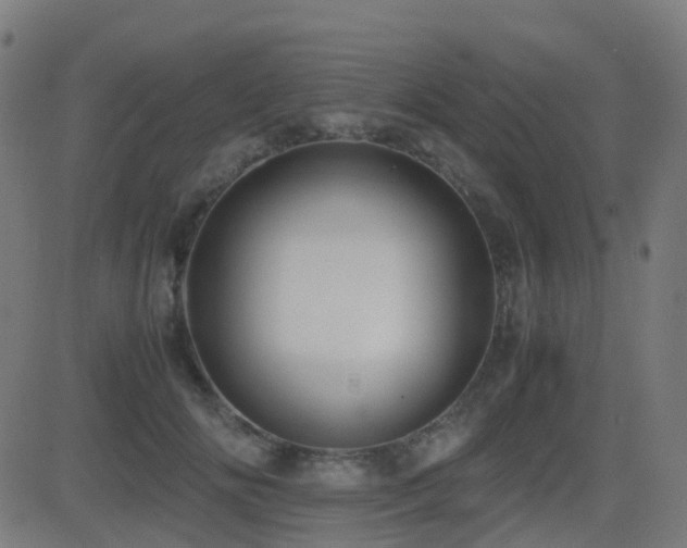 X0000081390702200701111518