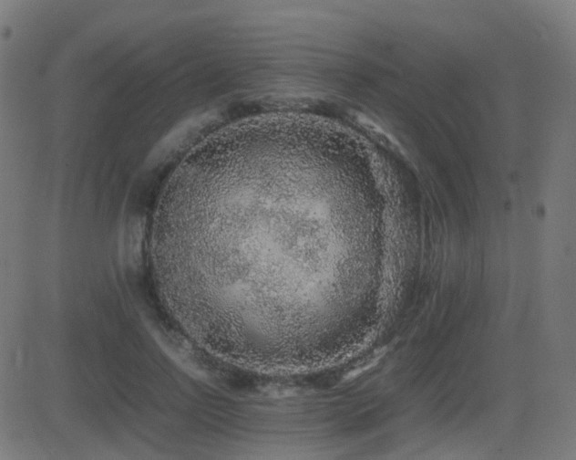 X0000081390742200701111517