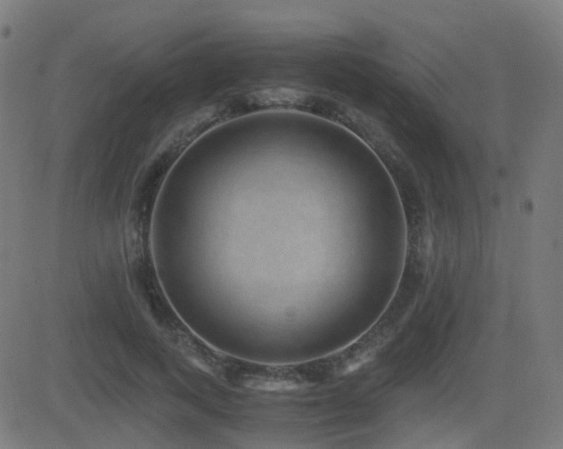 X0000081390743200701111517