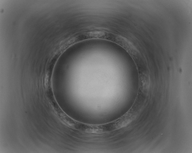 X0000081390745200701111517