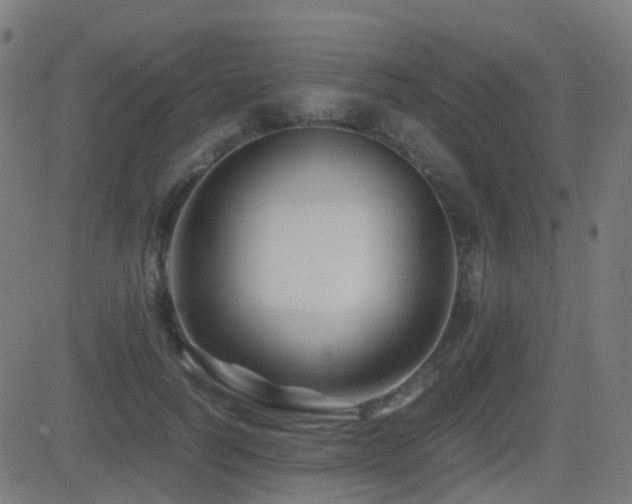 X0000081390746200701111517