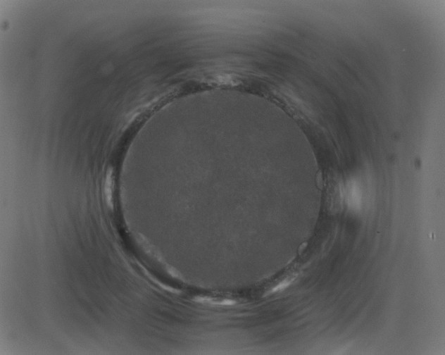 X0000081390747200701111517