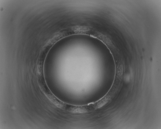 X0000081390755200701111517
