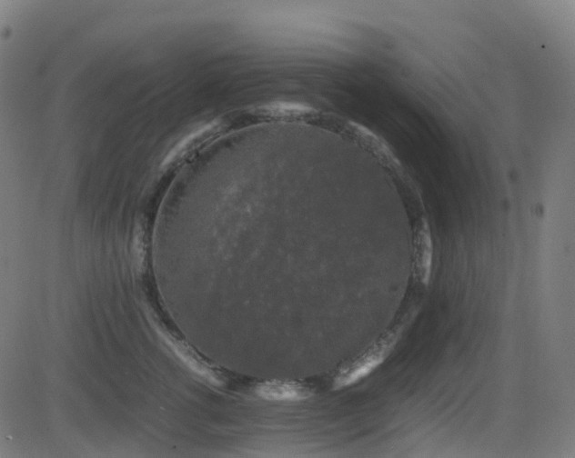 X0000081390762200701111517