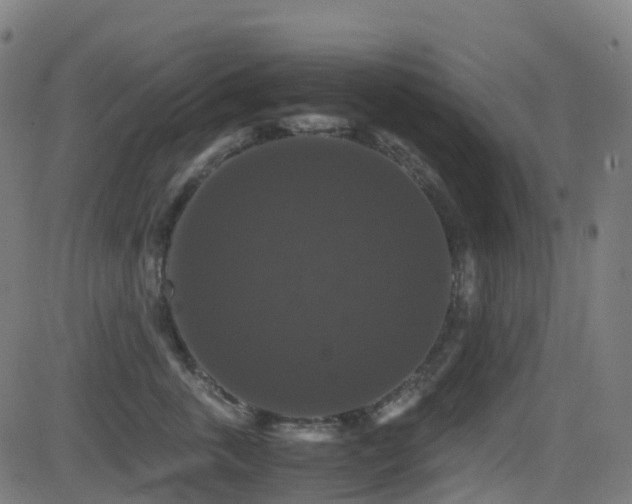 X0000081390763200701111517