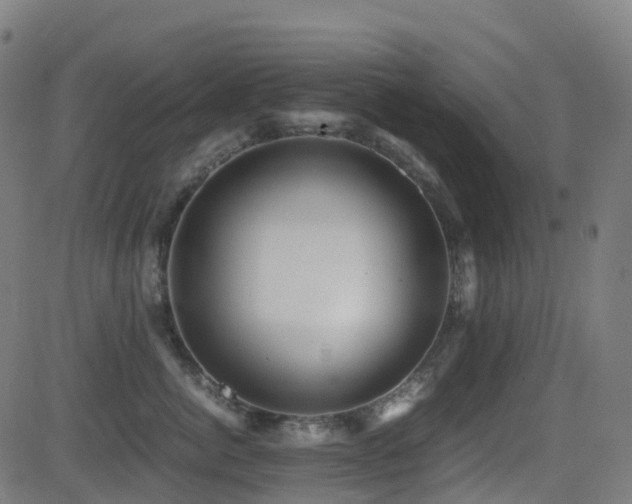 X0000081390764200701111517