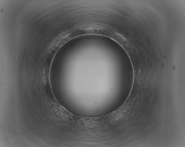 X0000081390774200701111516