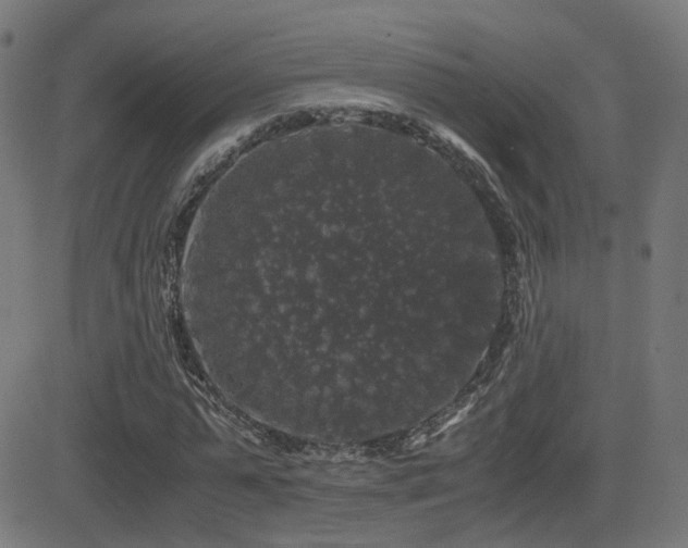 X0000081390775200701111516