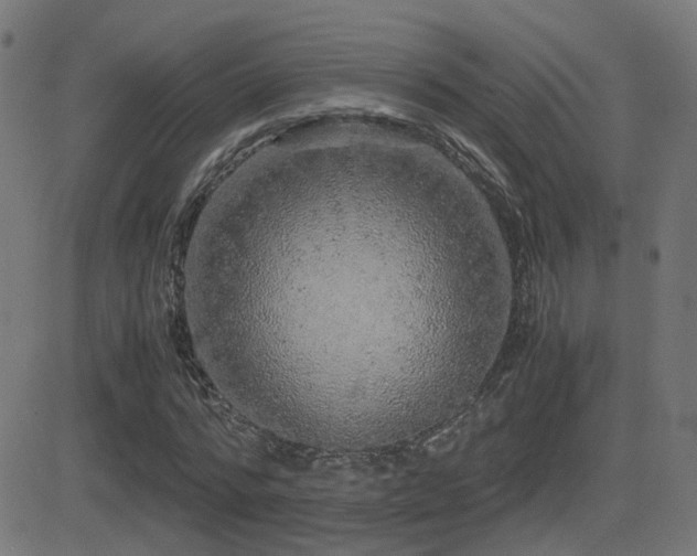 X0000081390776200701111516