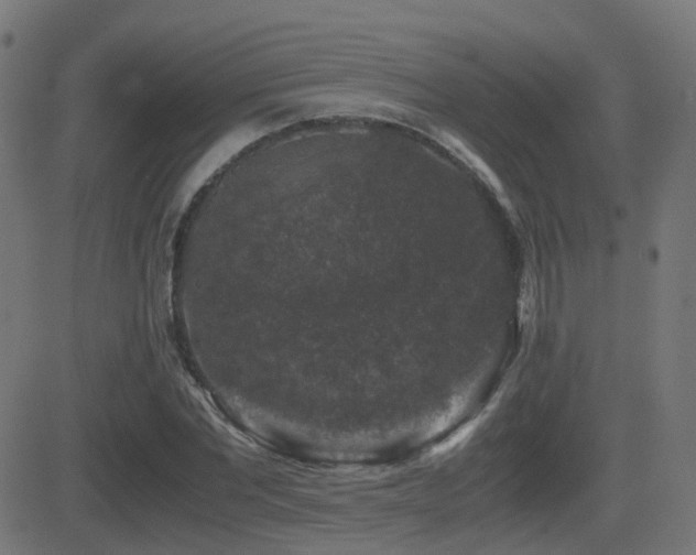X0000081390877200701111515