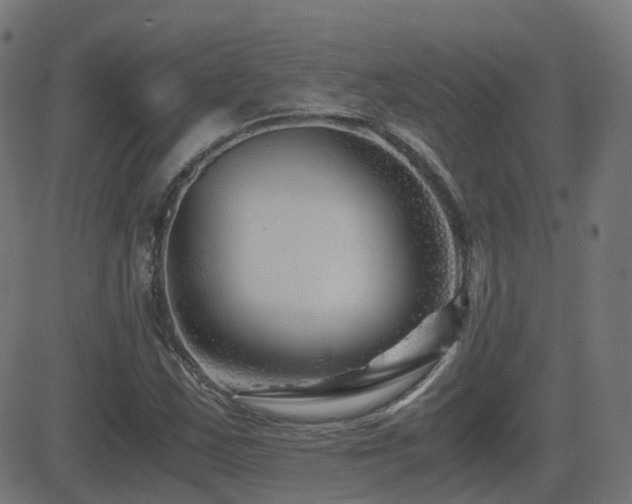 X0000081391163200701111510