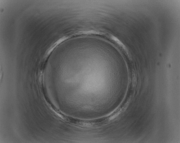 X0000081391361200701111507
