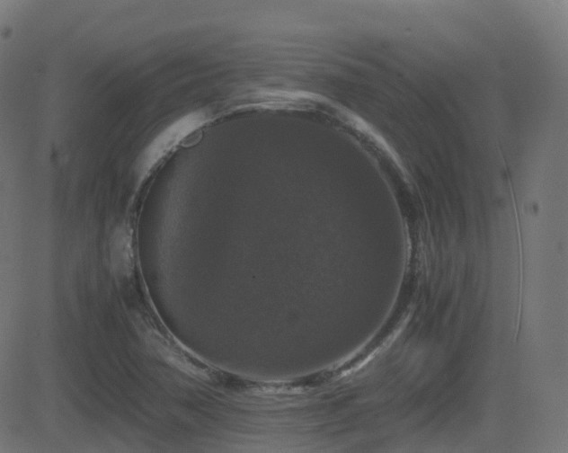 X0000081391362200701111507