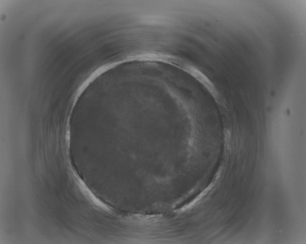 X0000081391428200701111506