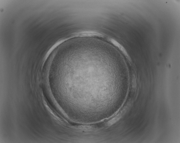 X0000081391473200701111505