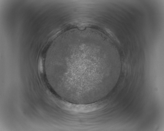 X0000081390026200701182244