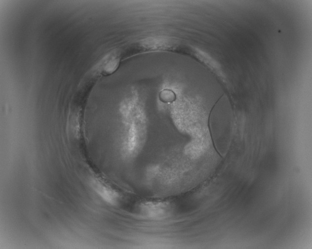 X0000081390065200701182243