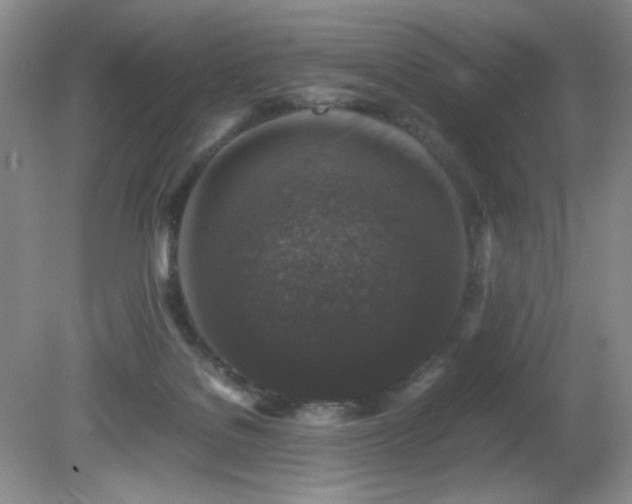 X0000081390076200701182243