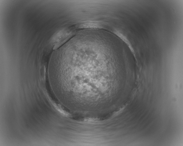 X0000081390109200701182242