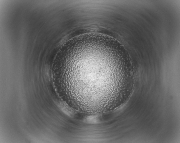 X0000081390178200701182241