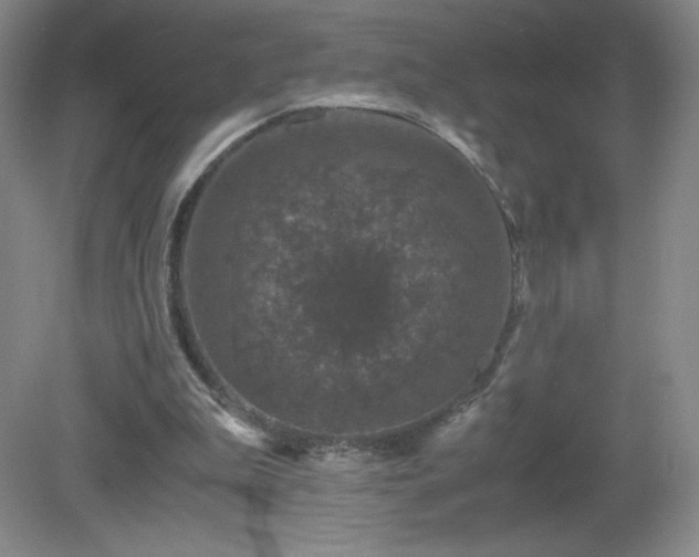 X0000081390199200701182241