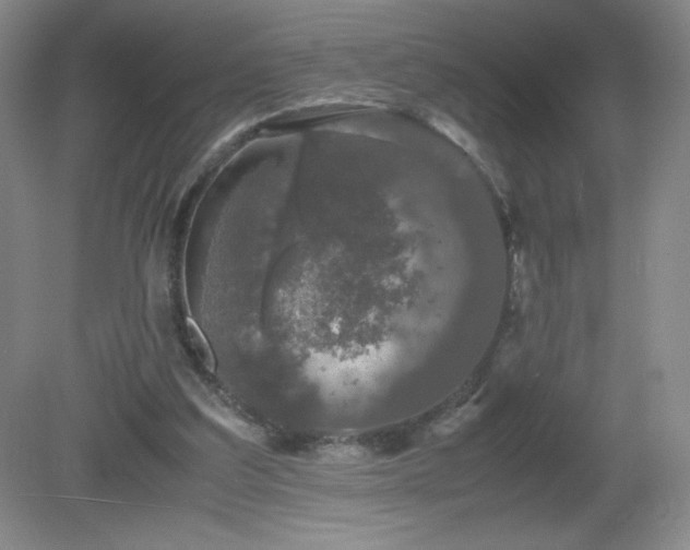 X0000081390203200701182241