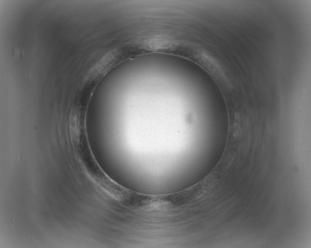 X0000081390210200701182241