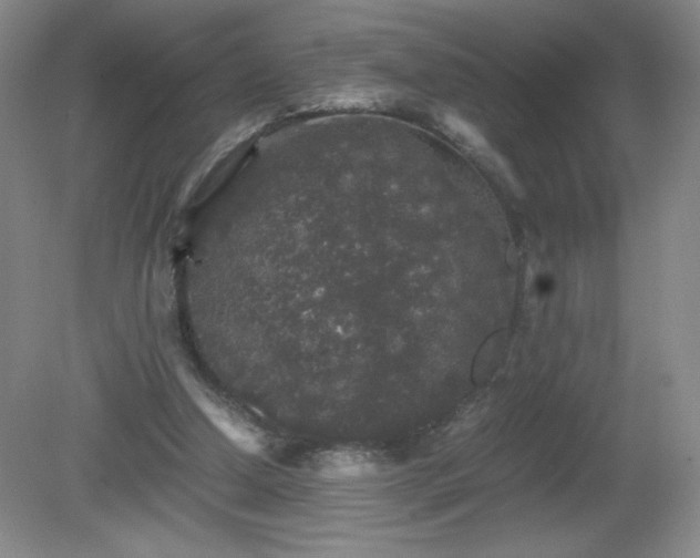 X0000081390250200701182239