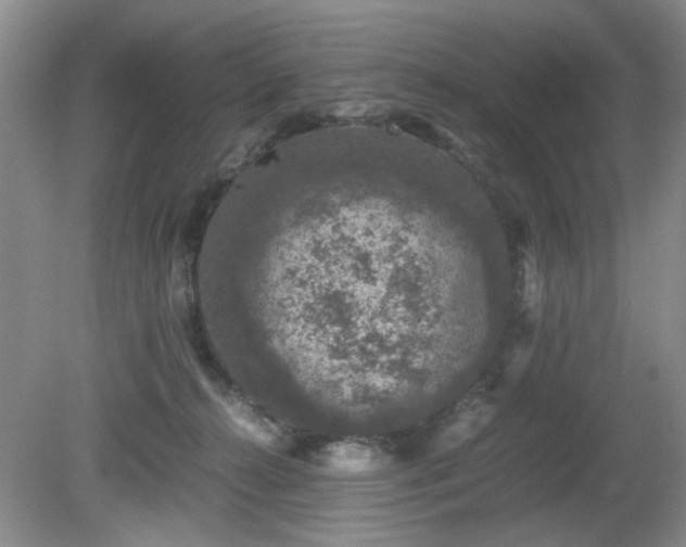 X0000081390272200701182240