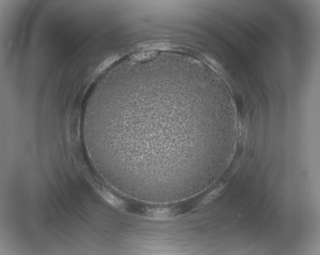 X0000081390301200701182239