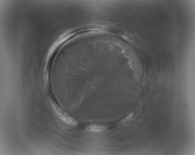 X0000081390343200701182238