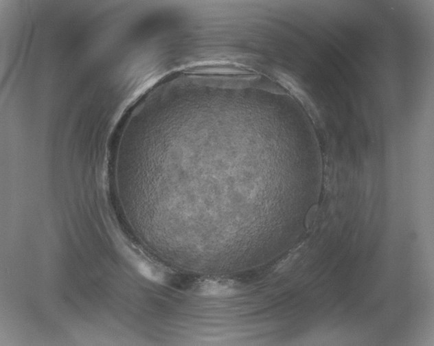 X0000081390346200701182238