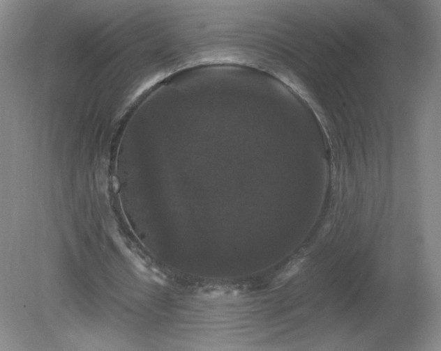 X0000081390434200701182236