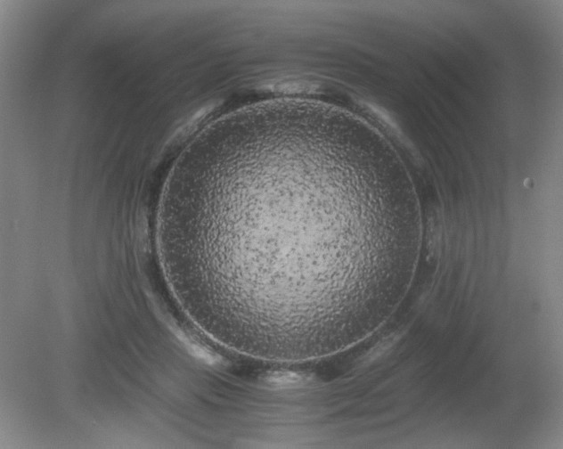 X0000081390453200701182236