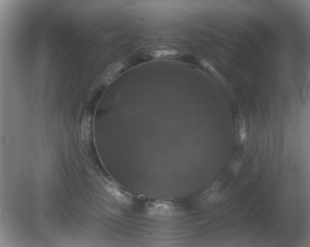 X0000081390475200701182237