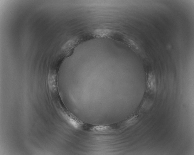 X0000081390526200701182235