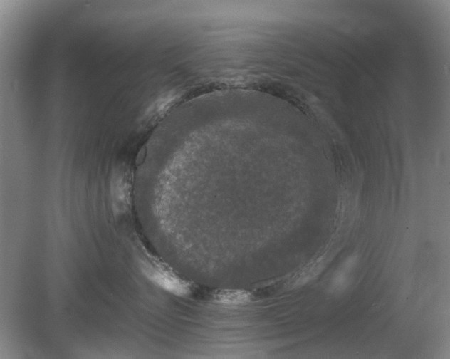 X0000081390576200701182235