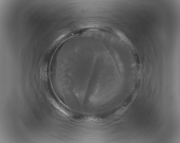 X0000081390585200701182234