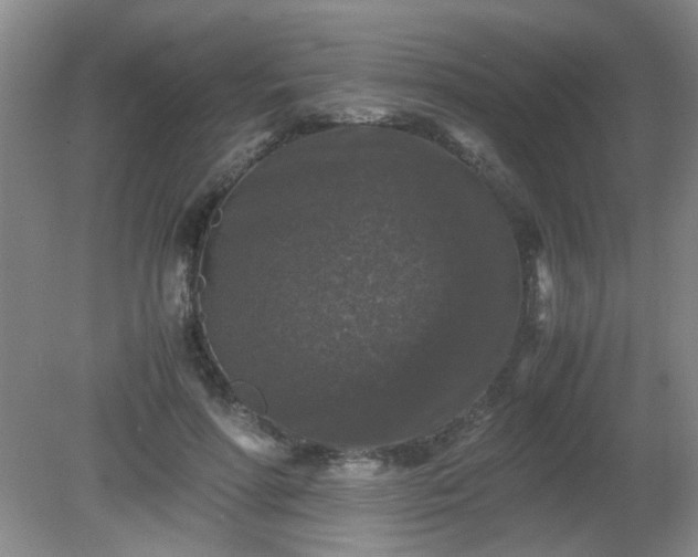 X0000081390598200701182234