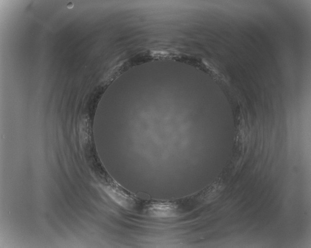 X0000081390659200701182233