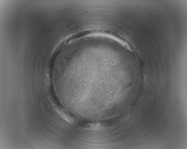 X0000081390688200701182232