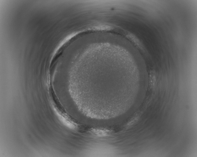 X0000081390726200701182231